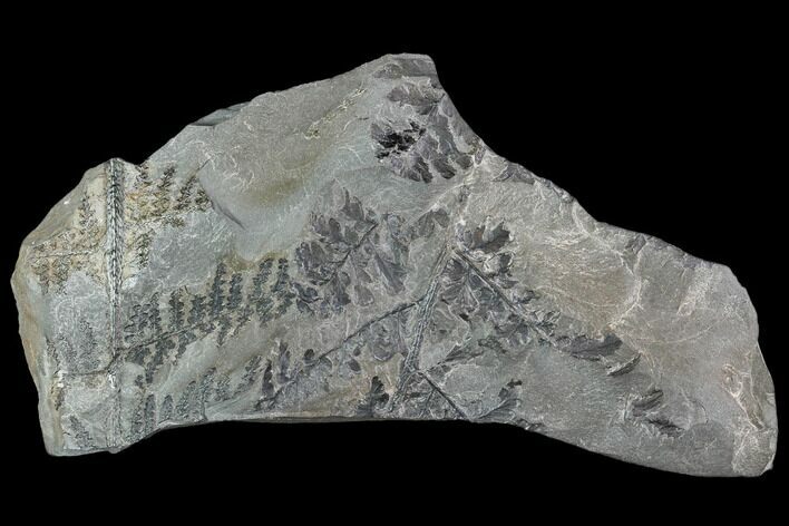 Fossil Fern (Sphenopteris & Lyginopteris) Plate - Alabama #112702